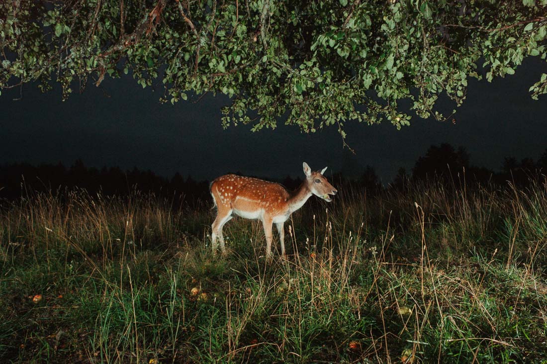 Raspberry Pi Fotofalle,Bewegungsmelder Kamera,DIY Fotofalle,Fotoprojekt,Wildtierfotografie,camtraption,wildkamera,fotofalle