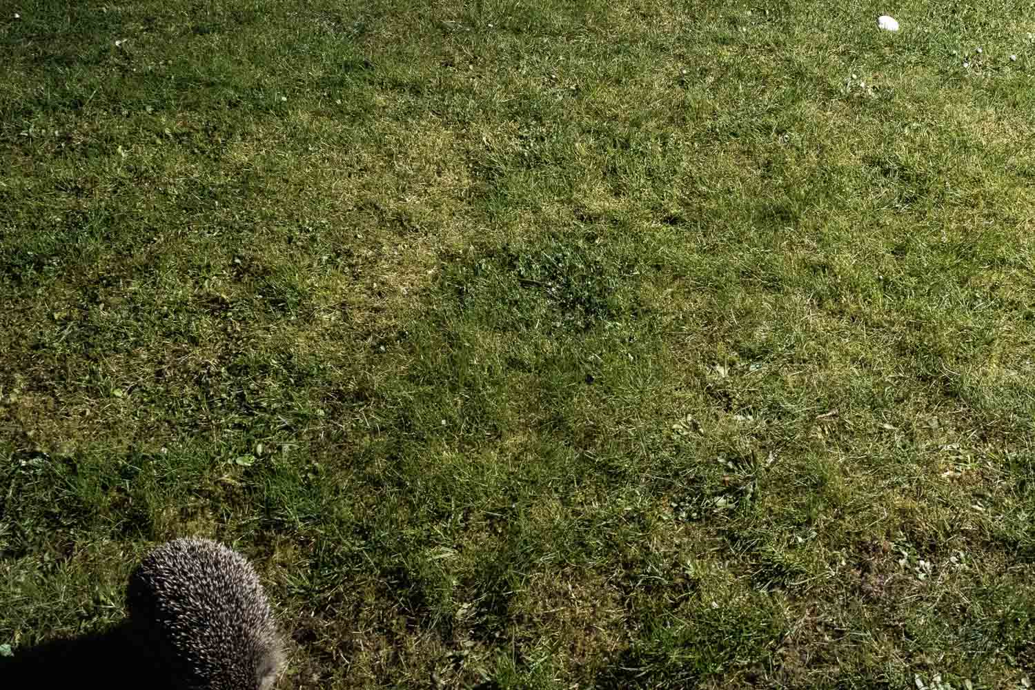 Raspberry Pi Fotofalle,Bewegungsmelder Kamera,DIY Fotofalle,Fotoprojekt,Wildtierfotografie,camtraption,wildkamera,fotofalle