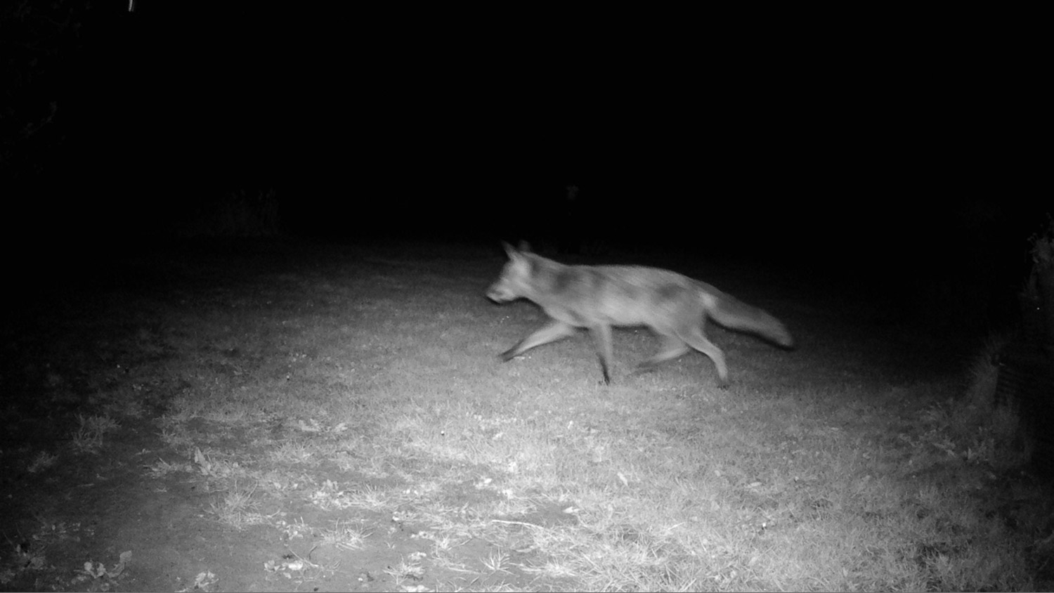 Raspberry Pi Fotofalle,Bewegungsmelder Kamera,DIY Fotofalle,Fotoprojekt,Wildtierfotografie,camtraption,wildkamera,fotofalle