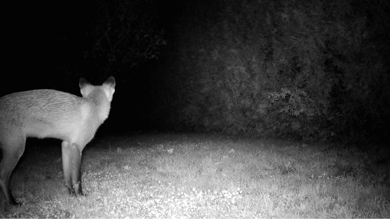 Raspberry Pi Fotofalle,Bewegungsmelder Kamera,DIY Fotofalle,Fotoprojekt,Wildtierfotografie,camtraption,wildkamera,fotofalle