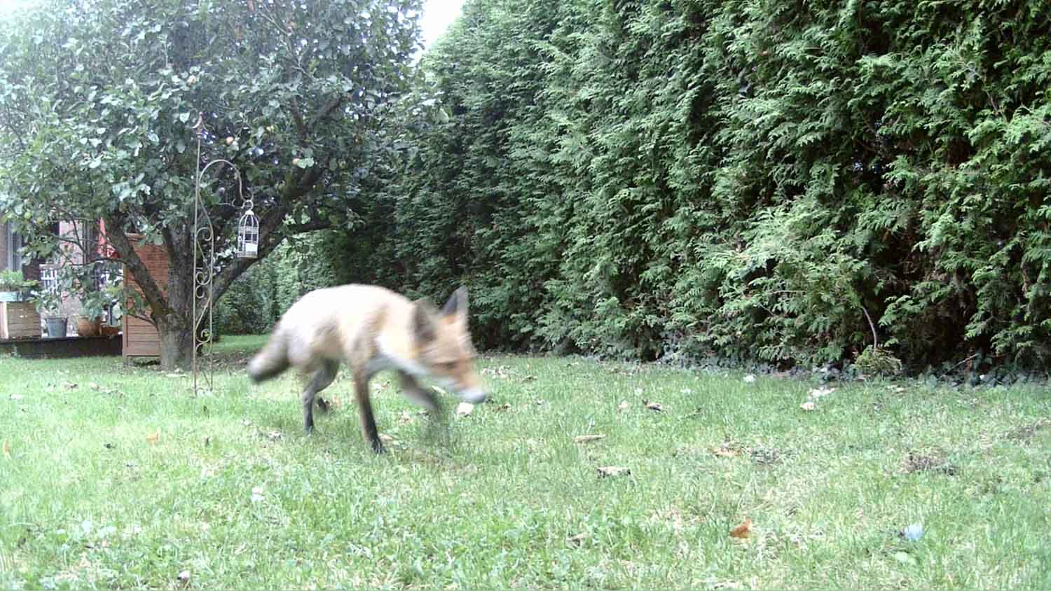 Raspberry Pi Fotofalle,Bewegungsmelder Kamera,DIY Fotofalle,Fotoprojekt,Wildtierfotografie,camtraption,wildkamera,fotofalle