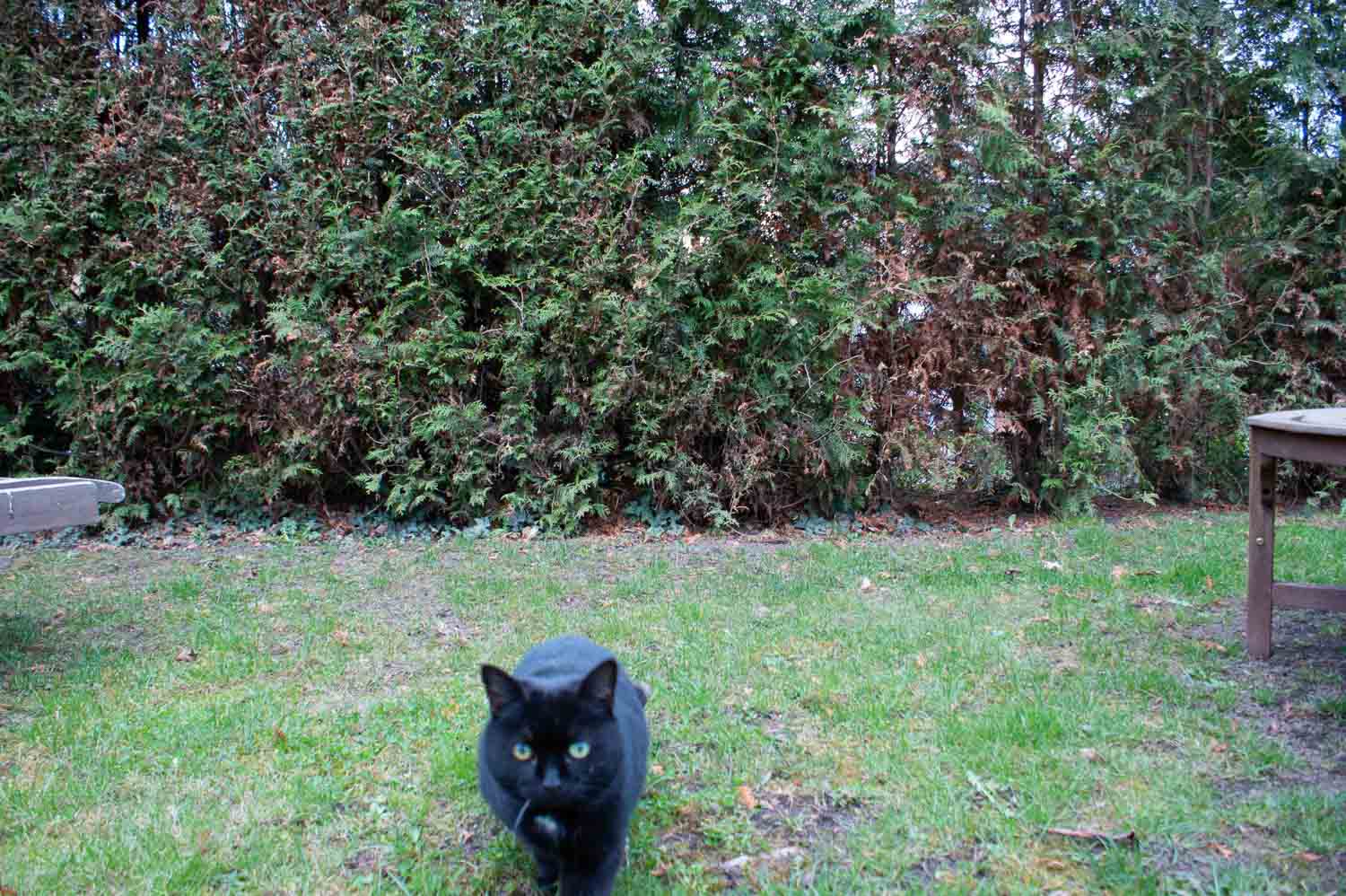 Raspberry Pi Fotofalle,Bewegungsmelder Kamera,DIY Fotofalle,Fotoprojekt,Wildtierfotografie,camtraption,wildkamera,fotofalle