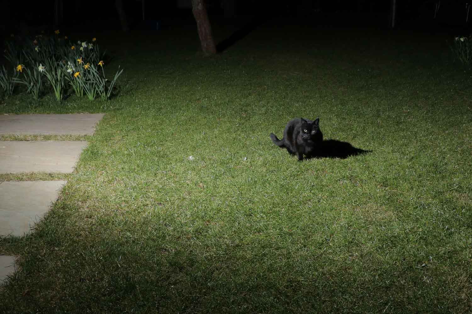 Raspberry Pi Fotofalle,Bewegungsmelder Kamera,DIY Fotofalle,Fotoprojekt,Wildtierfotografie,camtraption,wildkamera,fotofalle