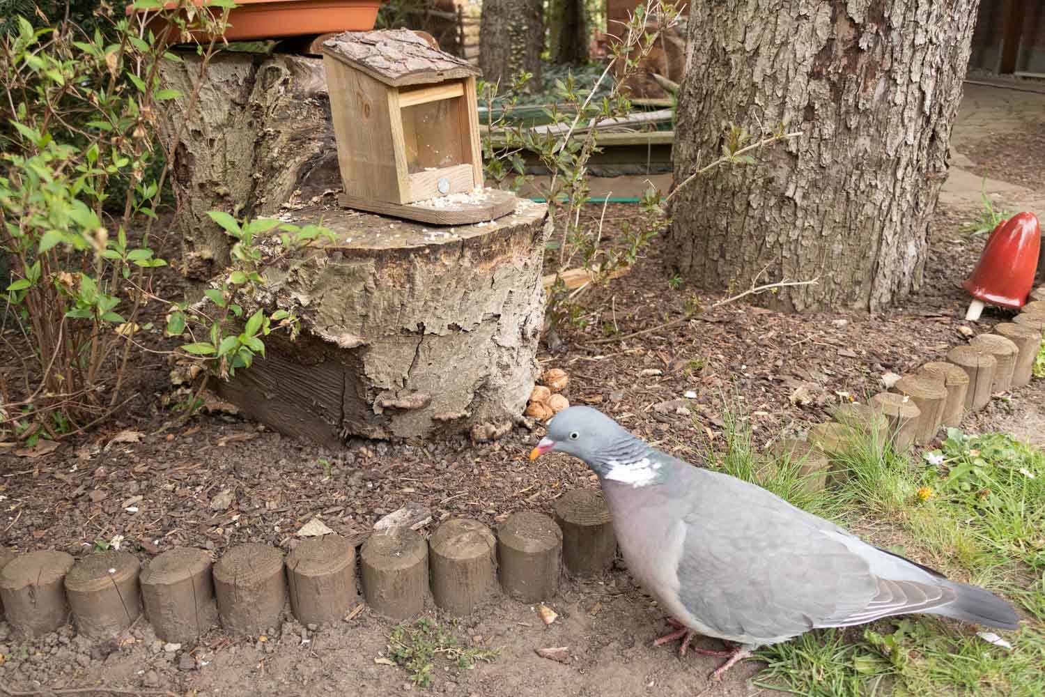 Raspberry Pi Fotofalle,Bewegungsmelder Kamera,DIY Fotofalle,Fotoprojekt,Wildtierfotografie,camtraption,wildkamera,fotofalle
