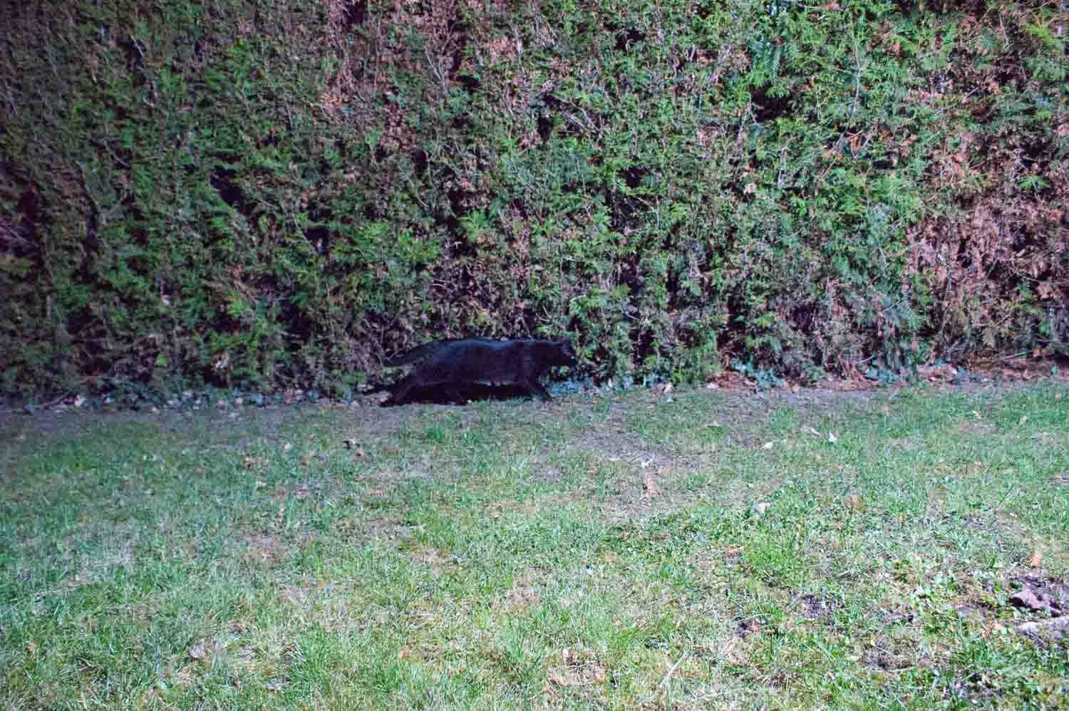 Raspberry Pi Fotofalle,Bewegungsmelder Kamera,DIY Fotofalle,Fotoprojekt,Wildtierfotografie,camtraption,wildkamera,fotofalle