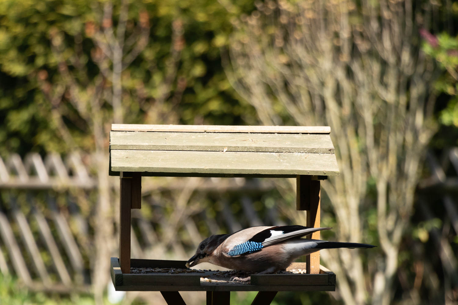 Raspberry Pi Fotofalle,Bewegungsmelder Kamera,DIY Fotofalle,Fotoprojekt,Wildtierfotografie,camtraption,wildkamera,fotofalle