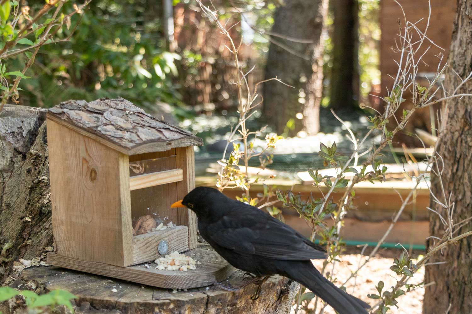 Raspberry Pi Fotofalle,Bewegungsmelder Kamera,DIY Fotofalle,Fotoprojekt,Wildtierfotografie,camtraption,wildkamera,fotofalle