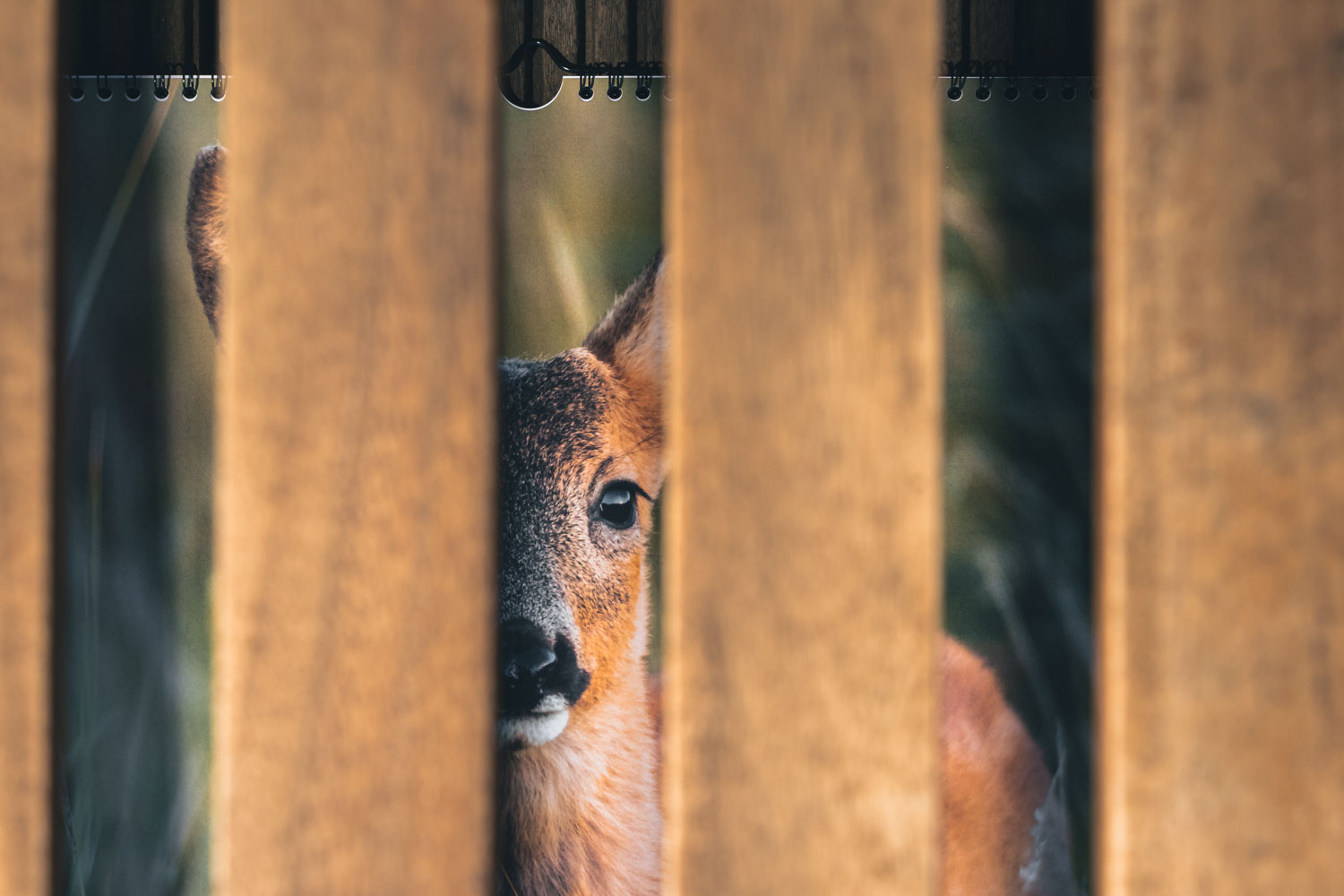 Wildlife Kalender,Tierfotografie,Jahreskalender,Fotokalender,Naturfotografie,minimalistische Kalender,Reisefotografie,Jahreskalender Wildlife II