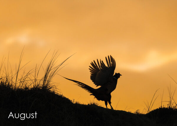Jahreskalender Wildlife III – Bild 4
