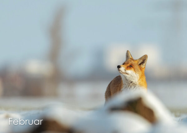 Jahreskalender Wildlife III – Bild 2