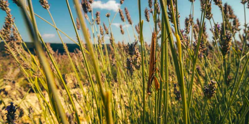 Landschaftsfotografie,Südfrankreich,Jahreskalender,Fotokalender,Städtefotografie,Kalender kaufen,Reisefotografie